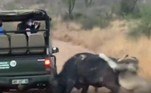 Como última tentativa de fuga, o búfalo chifrou violentamente a traseira de uma caminhonete que estava no localVeja também: Sem-teto é abocanhado e levado ao fundo de laguna por crocodilo
