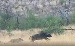 A perseguição impressionante foi registrada durante um safári no Parque Nacional Kruger, na África do Sul