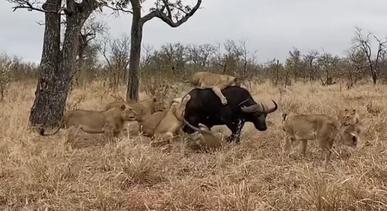 Às vezes, ser o rei da savana não é o bastante