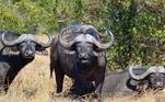 Búfalos-africanos 