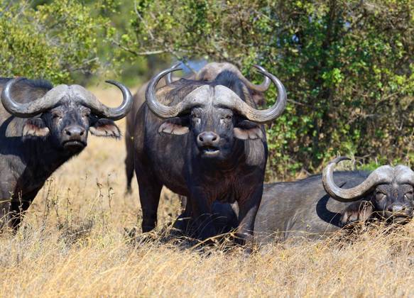 Búfalos-africanos 