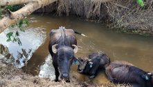 MP-SP abre investigação sobre abandono de búfalos em Brotas 