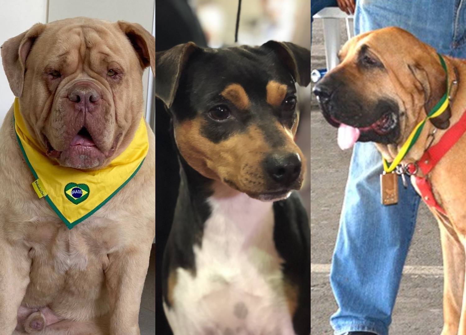 Raças de Cães – Fila Brasileiro – Blog Bom Pra Cachorro