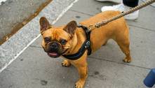 Atenciosos, carinhosos e companheiros: saiba mais sobre os cães da raça buldogue francês