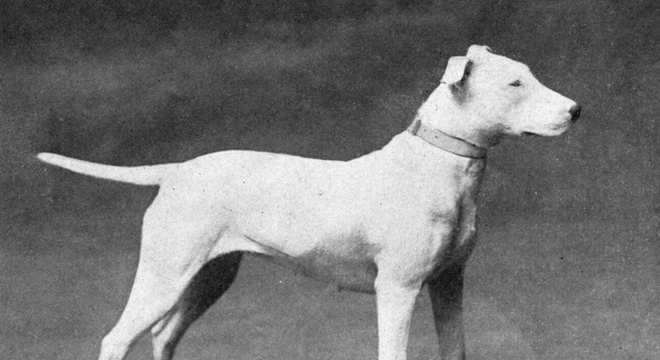 Bull Terrier - Raça, características e curiosidades