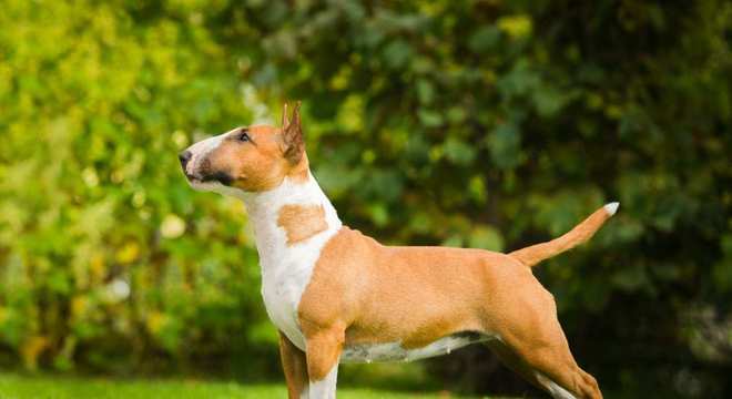 Bull Terrier - Raça, características e curiosidades