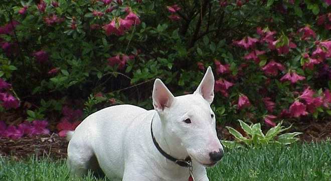 Bull Terrier - Raça, características e curiosidades