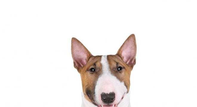 Bull Terrier - Raça, características e curiosidades