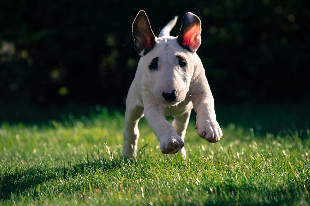 tenis bull terrier centauro