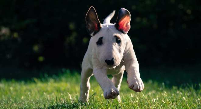 Bull Terrier - Raça, características e curiosidades