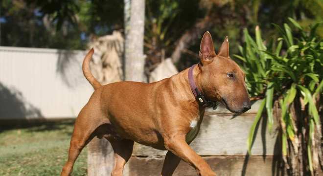 Bull Terrier - Raça, características e curiosidades
