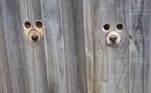 O que ela viu a deixou desarmada, nada a preparara pra ver uma dupla de cachorros vigiando o movimento, atentos
