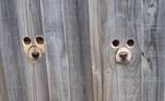 Um dono de dois cachorros teve uma ideia genial: fez buracos em tamanhos perfeitos na cerca da propriedade para eles poderem ver a rua sem preocupações