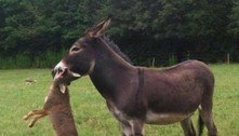 Dá para acreditar? Burros são bons pastores e até matam coiotes