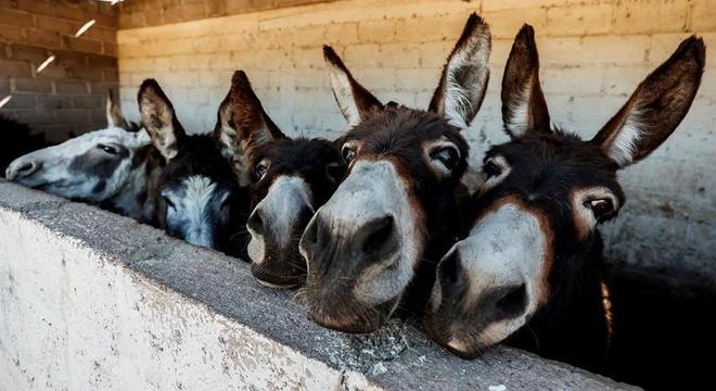 Burro foi essencial para desenvolvimento do México