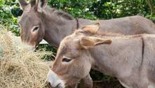 Bolívia estuda soro de plasma de burros para tratar covid 