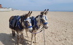 Amantes de animais iniciaram um tornado de críticas e reclamações por causa de burros obrigados a carregar banhistas em praias do Reino Unido, país que vive uma recente onda de calor