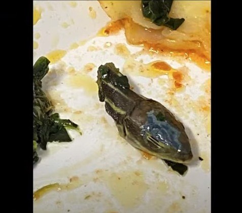 Um comissário de bordo da companhia aérea turca SunExpress descobriu, um tanto horrorizado, que tinha uma cabeça de cobra na comida de bordo dele. Detalhe: ele já havia comido a refeição quase inteira!