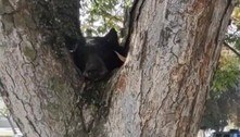 Cabeça de urso sem olhos é achada no topo de árvore em parque