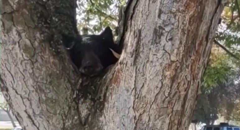 Cabeça de urso sem os olhos foi encontrada no topo de uma árvore em parque dos EUA