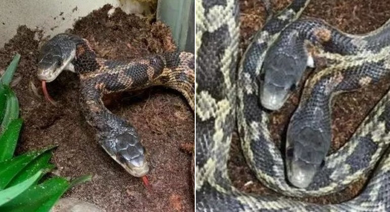 Cobra de duas cabeças volta ser exibida em zoológico no Texas, nos EUA, Mundo