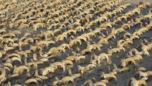 Mais de 2.000 cabeças de carneiro mumificadas são descobertas no Egito
