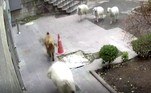 'Mais tarde, as autoridades devolveram meus animais', afirmou o fazendeiro. Aparentemente, ninguém ficou feridoNão vá embora! Cadê a gata? Filhote se camufla em árvore de Natal e desafia a web
