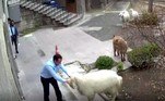 Felizmente, os animais foram capturados e devolvidos ao dono, um fazendeiro identificado como Hasan Unbulan