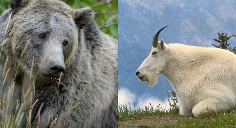 Cabra é suspeita de matar ursa com chifrada no pescoço e na axila, em parque no Canadá