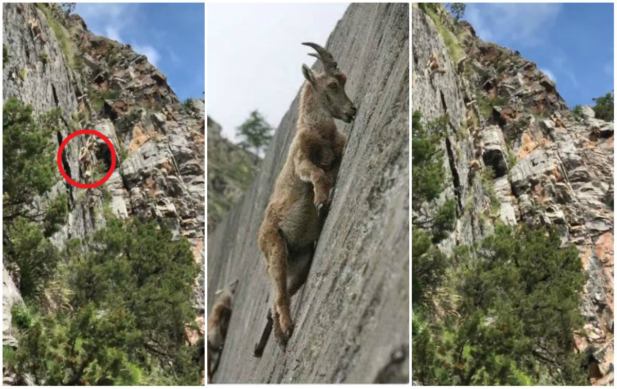Fotos Impossiveis Mostram Cabras Andando Em Montanhas Verticais Fotos R7 Hora 7