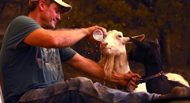 Cabras conseguem diferenciar expressões faciais humanas