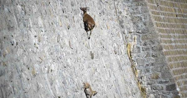 Parece Impossivel Cabras Escalam Paredao Quase Vertical Para Comer Fotos R7 Hora 7