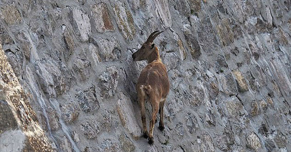 Parece Impossivel Cabras Escalam Paredao Quase Vertical Para Comer Fotos R7 Hora 7