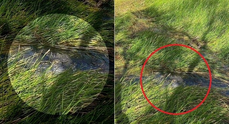 Caçador só conseguiu visualizar crocodilo camuflado no último instante