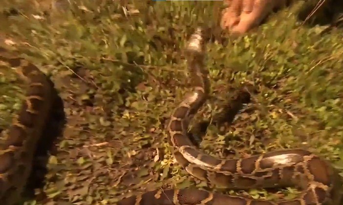 Por suas habilidades, o caçador ganhou 10.000 dólares (R$ 53.860), doados pela Fundação Bergeron Everglades