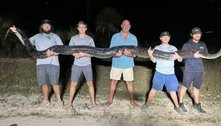 Caçadores capturam segundo maior píton da história da Flórida, com mais de 5 m e 90 kg