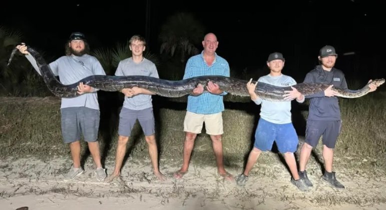Segundo maior píton já capturado na Flórida tem mais de 5 m e 90 kg