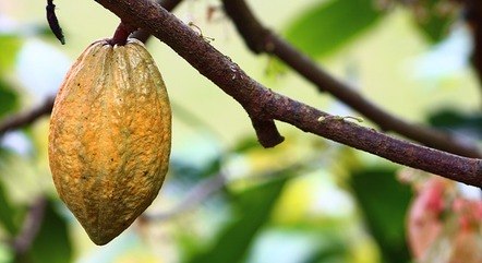 Demanda por cacau segue alta, mesmo após valorização