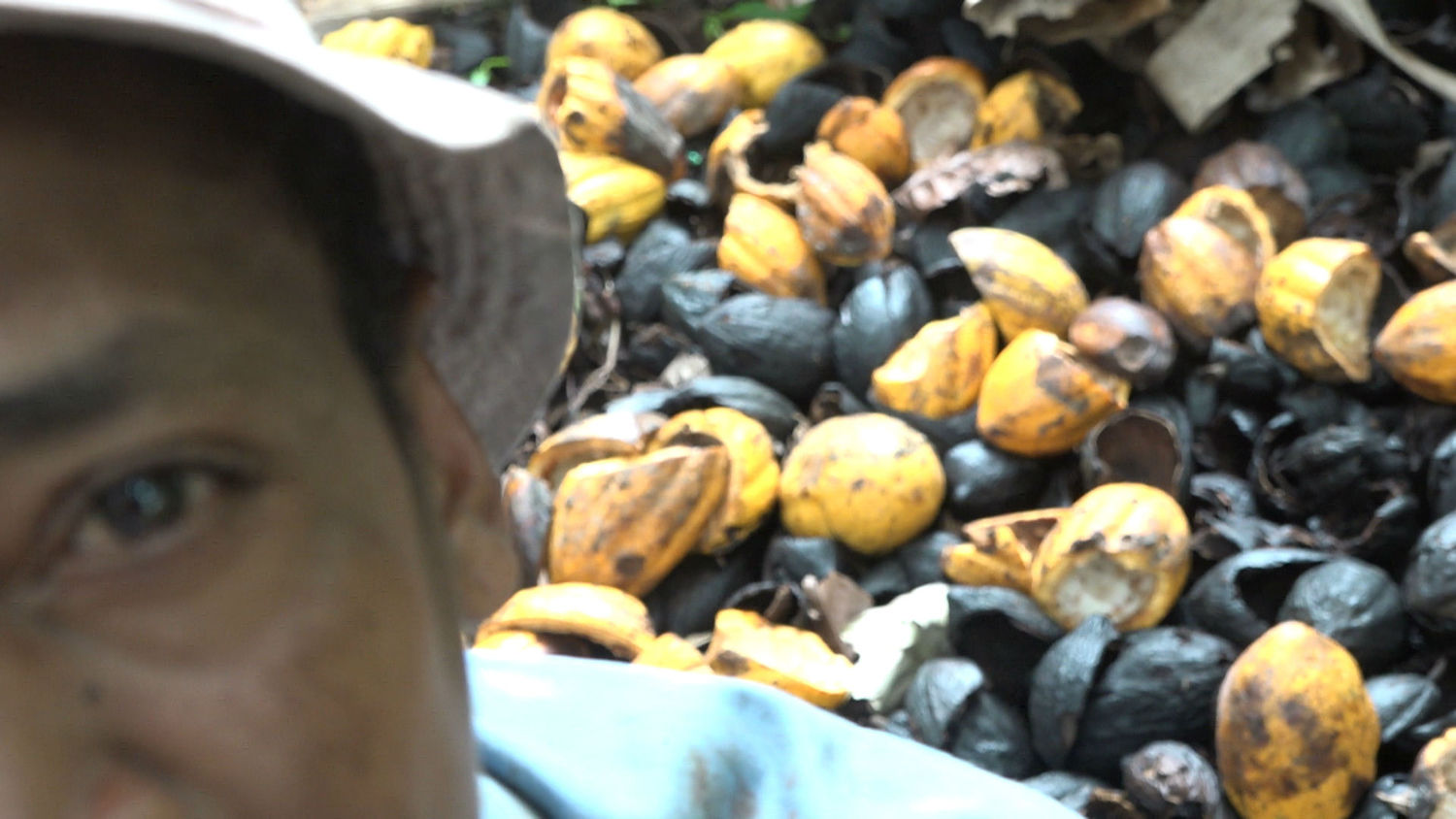 cacau (Foto: Tatiana Cardeal)