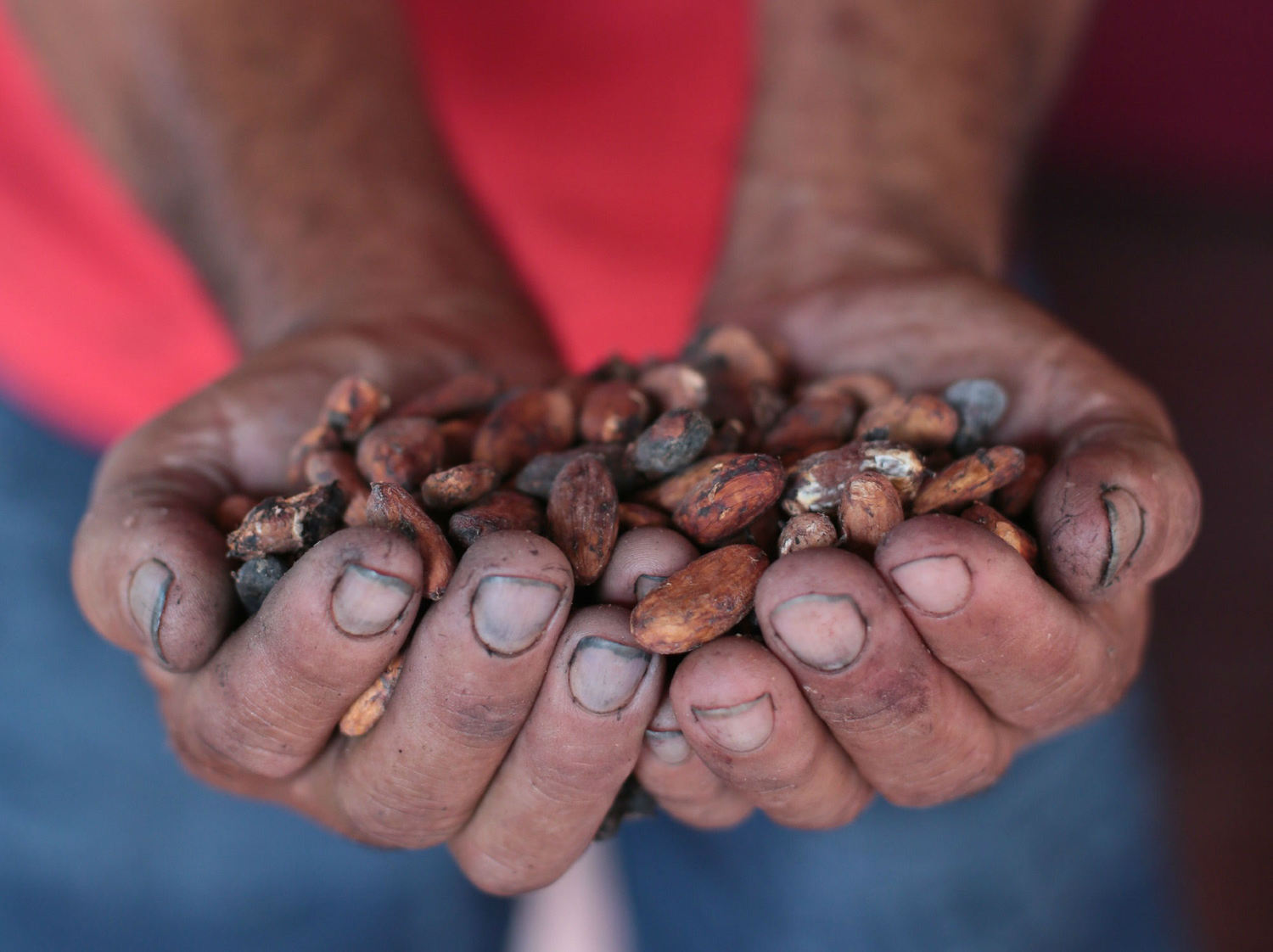 cacau (Foto: Tatiana Cardeal)