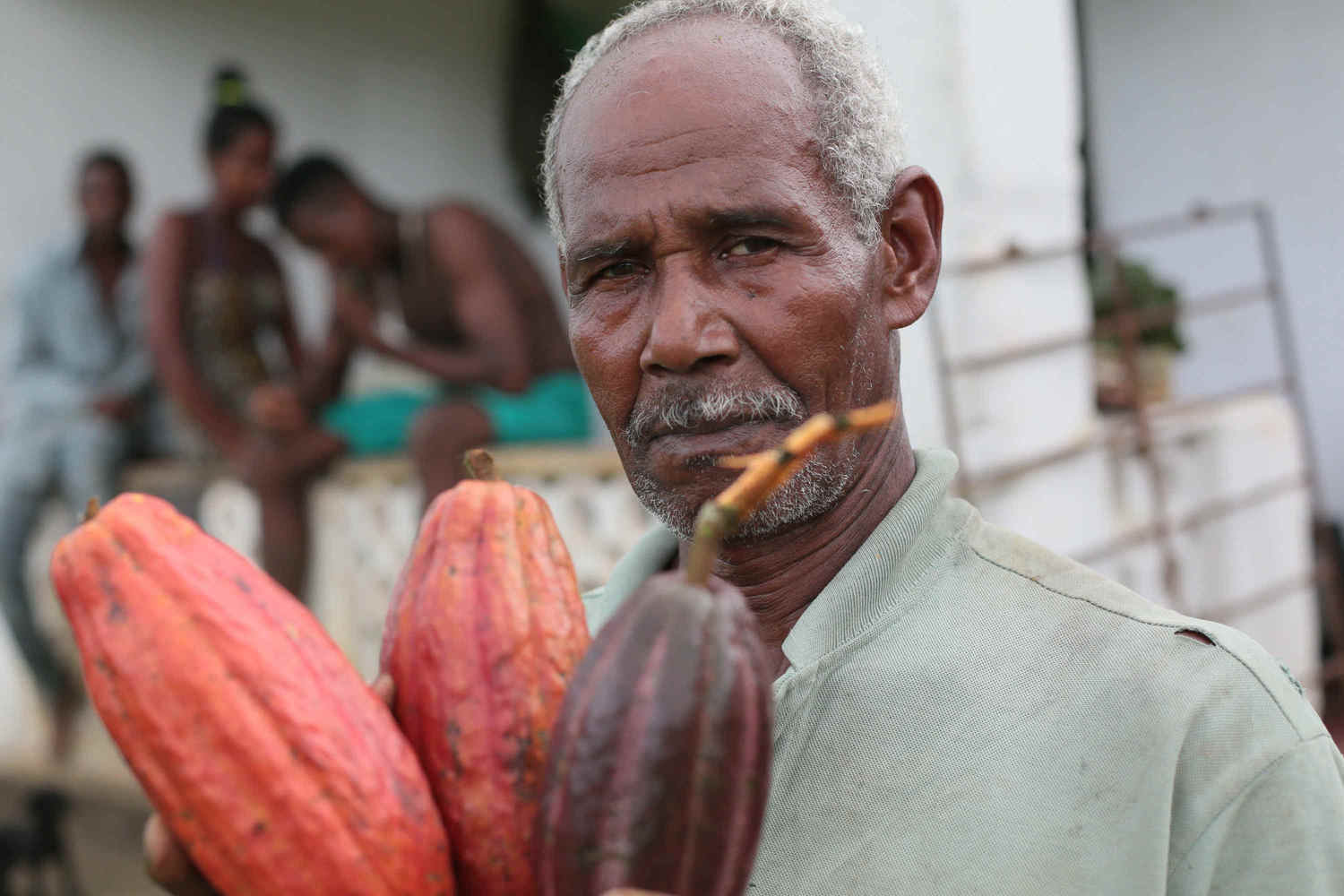 cacau (Foto: Tatiana Cardeal)