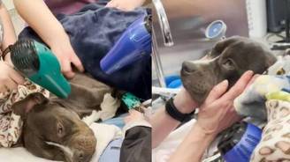 Voluntários resgatam cão congelado abandonado em casa no inverno (Voluntários resgatam cachorrinho congelado abandonado em casa no inverno)