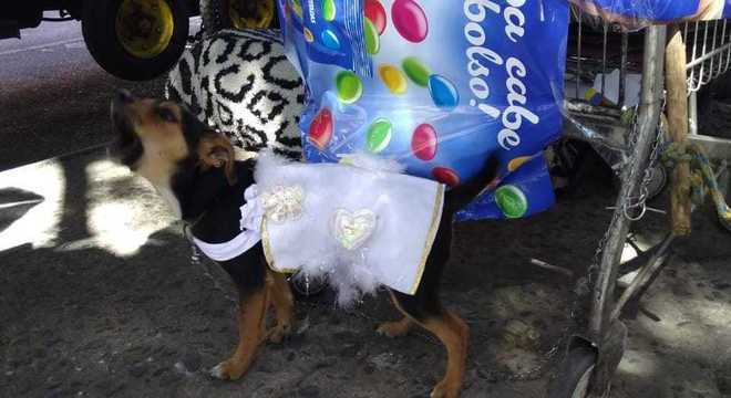 Cachorrinha também participou da cerimônia