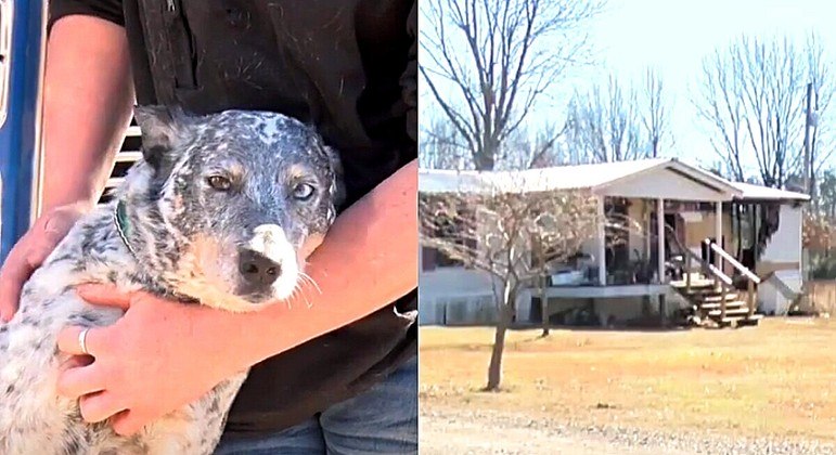 Cachorra é aclamada como heroína após salvar família de casa em chamas.
