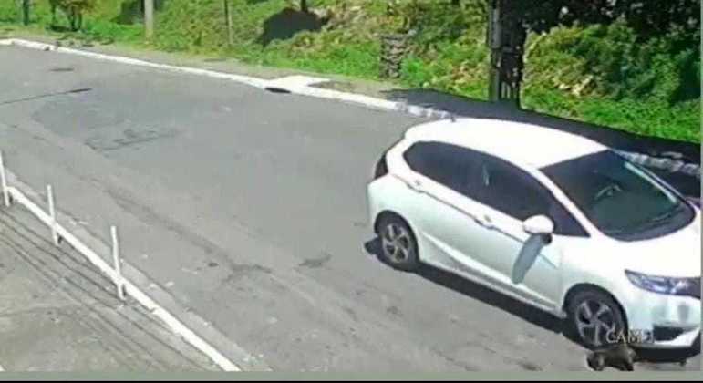 Revolta: motorista atropela cão e foge sem prestar socorro, em