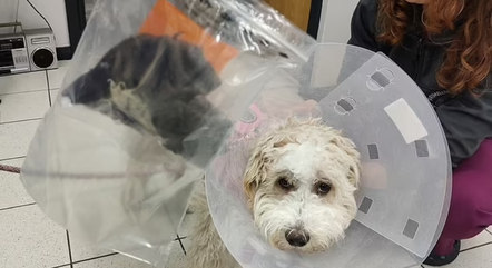 Cachorra é levada ao hospital após engolir três meias
