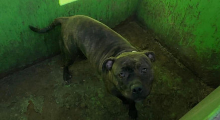 Cachorra encontrada em lixeira é resgatada por equipe de San Luis