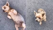 Cachorra finge ter sido atropelada para ser adotada por moça que a encontrou na rua