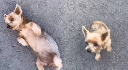 Cachorra finge ter sido atropelada para ser adotada por moça que a encontrou na rua