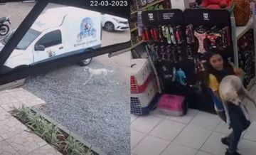 Cachorra foge, percorre mais de 13 km e volta para o pet shop onde morava antes de ser adotada (Reprodução)